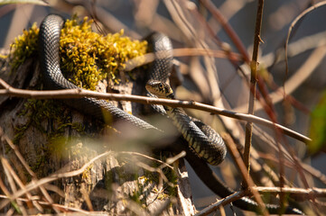 Close up of grass snakes during mating season