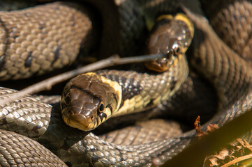 Close up of groep of grass snakes during mating season