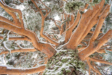 Snowy branches of Aleppo pine in Guadarrama National Park