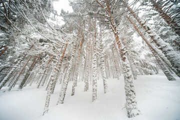 Winter serenity in the Aleppo pine forests of Guadarrama