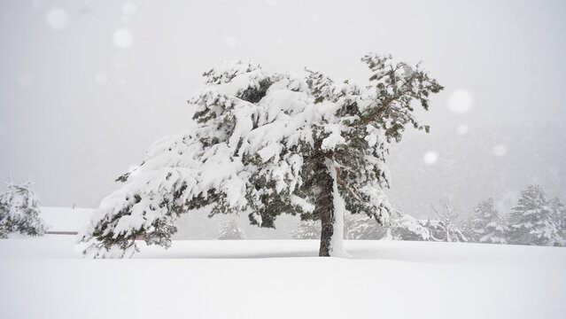 Snow-Covered Aleppo Pine in Guadarrama National Park