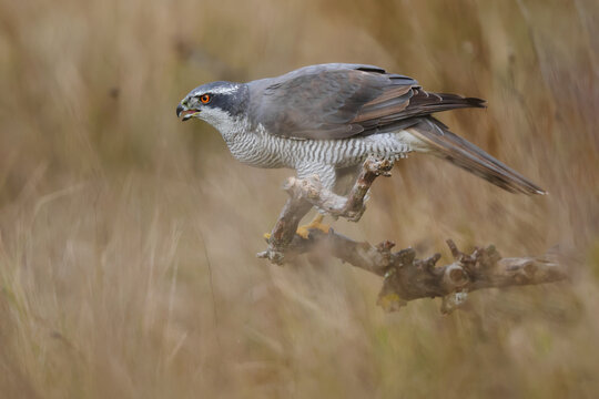 Fototapeta Female Northern Goshawk Perched on Branch in Natural Habitat