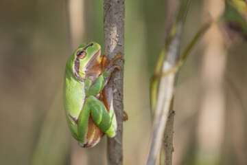 Common Tree Frog (Hyla arborea) perched in vegetation at the edge of the forest