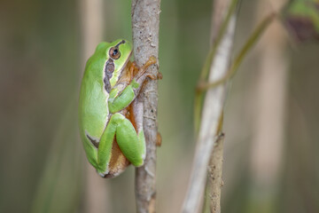 Common Tree Frog (Hyla arborea) perched in vegetation at the edge of the forest
