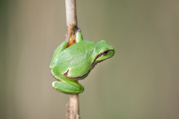 Common Tree Frog (Hyla arborea) perched in vegetation at the edge of the forest