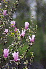 Fototapeta premium Early Magnolia Blooming