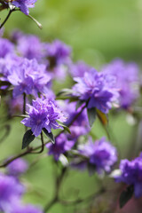 Violet Rhododendron Flowers