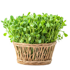 Naklejka premium Fresh green pea sprouts in a woven basket against a clean white background, green pea sprouts in basketisolated on white background