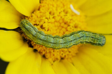 Caterpillar delicately navigates a vibrant yellow flower, showcasing nature's intricate beauty and contrasting colors in a summer garden