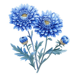 Beautiful blue chrysanthemum flowers with delicate petals on a white background, blue flower white background transparent blue chrysanthemum plant clipart