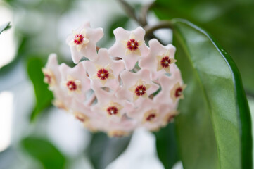 Blooming hoya carnosa with white petals, macro.	