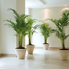 Fototapeta premium Three Lush Green Palm Trees in Cream Pots in a Bright Interior