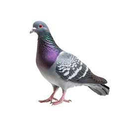 Grey pigeon isolated on a white background showcasing its vibrant plumage and distinct features, grey pigeon isolated on white background
