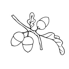 Line sketch, oak tree branches outline with acorns and leaves. Vector graphics.
