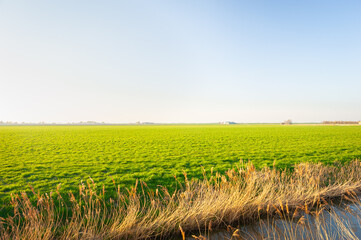 Wide open and green dutch countryside with distant farm and some trees at the horizon near Gouda in the western part of The Netherlands.