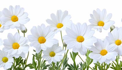 White daisies with yellow centers, arranged in a row against a white background