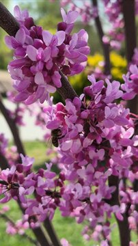 Bee collecting nectar from blossomed tree branch 