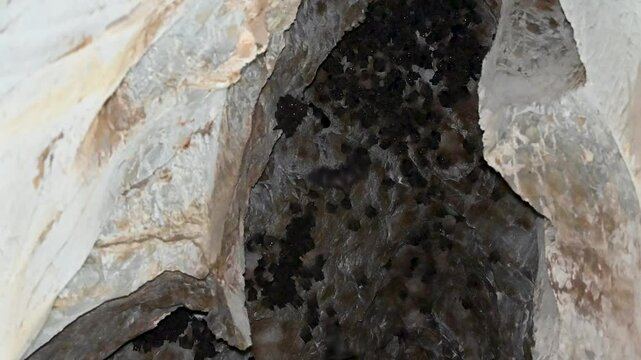 Karain Cave, Antalya. The cave where Neanderthals lived. Hundreds of bats living in the cave.