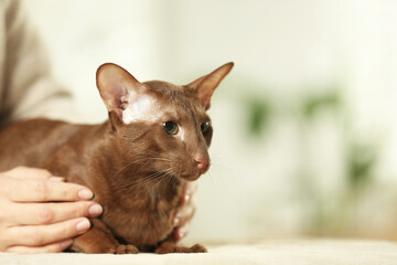 Woman with cute Oriental Shorthair cat at home, closeup. Adorable pet