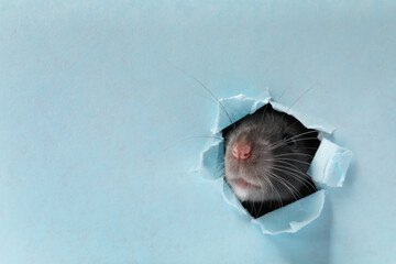 Cute rat looking through hole in light blue paper sheet. Space for text