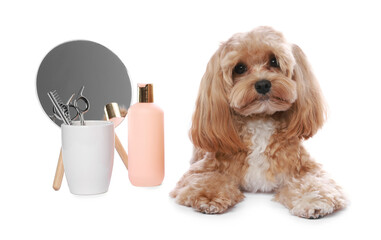 Cute dog and grooming tools on white background