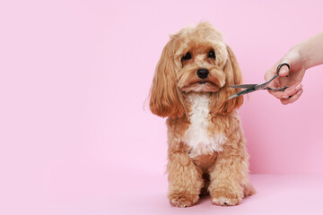 Pet grooming. Woman with scissors and cute dog on pink background, closeup. Space for text