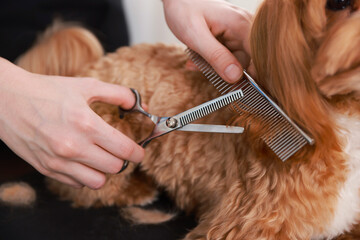 Woman cutting dog's hair with scissors indoors, closeup. Pet grooming
