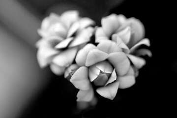 kalanchoe flower, macro close up.
