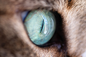 cat pupil, cat eye macro, close up.