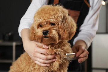 Groomer combing cute dog's hair in salon, closeup