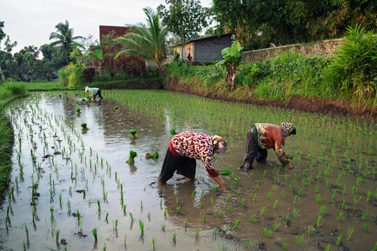 Traditional Indonesian rice farming in lush green landscapes