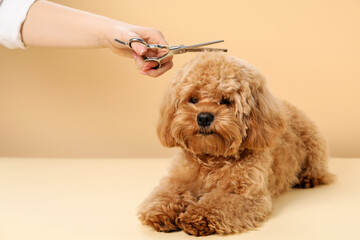 Groomer cutting cute dog's hair on beige background, closeup