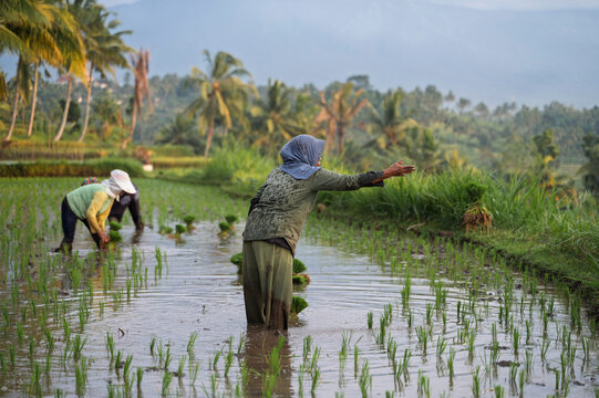 Tranquil Scene of Indonesian Farmers Planting Rice