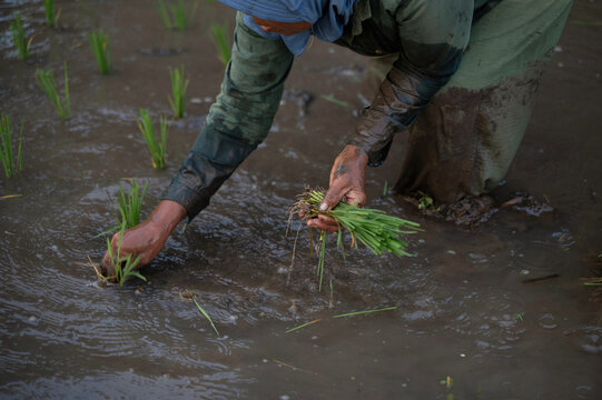 Traditional Rice Farming in Indonesia Captured Up Close