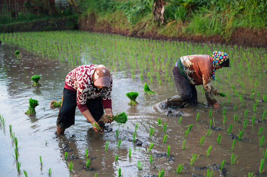 Traditional rice planting in Indonesian paddy fields
