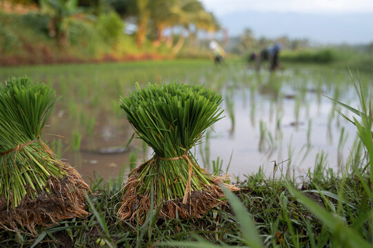 Rice farming in Indonesia with lush green seedlings