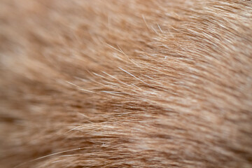 cat fur. macro, close up.