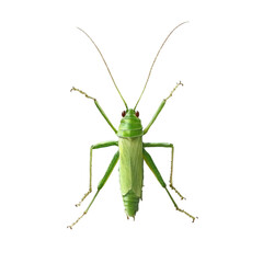 Green Katydid Insect Macro