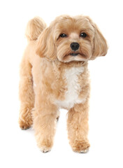 Cute Maltipoo dog on white background. Lovely pet