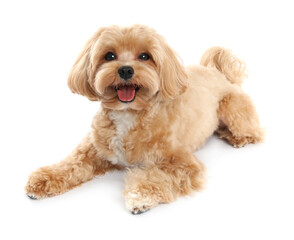 Cute Maltipoo dog on white background. Lovely pet