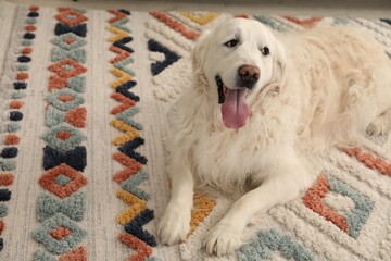 Cute Golden Retriever dog on floor at home, space for text