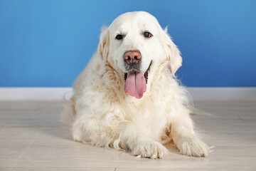 Cute Golden Retriever dog on floor near blue wall indoors