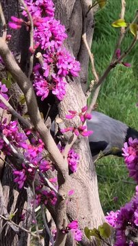  Crow walks among blossomed trees