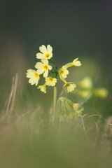 Primula veris aka the cowslip, common cowslip, or cowslip primrose. Spring medical herb. Nature of Czech republic.