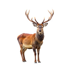Clean deer photo PNG with transparent background

