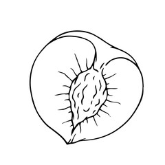 Line sketch, peach fruit outline, nectarine. Vector graphics.