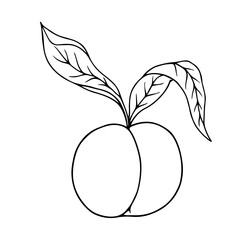 Line sketch, peach fruit outline, nectarine. Vector graphics.