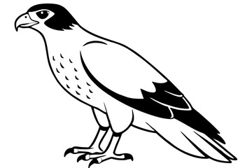 hawk silhouette line art vector illustration with a white background