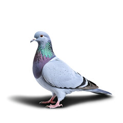 pigeon isolated on transparent background © Вячеслав Кравченко