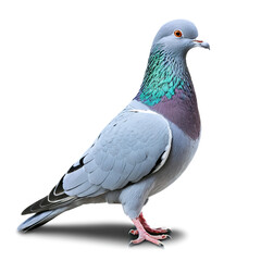 Naklejka premium pigeon isolated on transparent background
